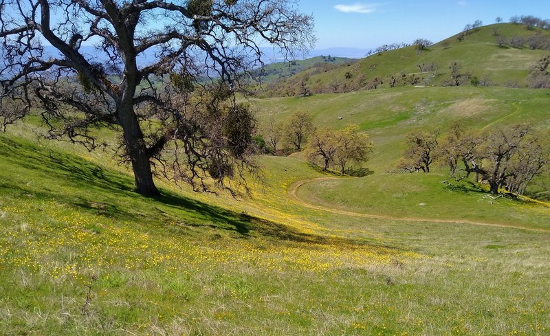 Winding through the spring green hills and wildflowers, with glimpses of the blue Santa Cruz Mountains in the distance, Canada de Pala Trail winds around on a little visited section near its end.