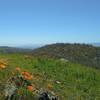 Bright orange California poppies and views south all the way to the Monterey Peninsula (left, far distance) from Mariposa Point at the end of Antler Point Trail.  The blue Santa Cruz Mountains are on the right in the distance.