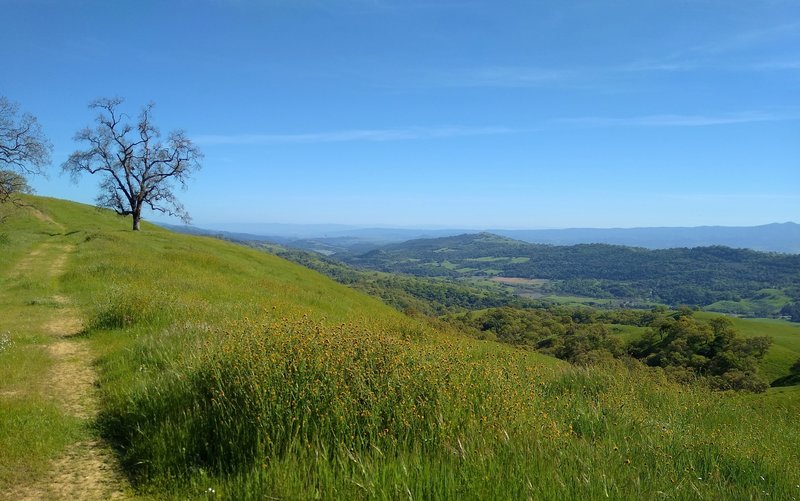 Great views of the blue Santa Cruz Mountains in the distance on the far side of Santa Clara Valley, and nearer views of the ridge across the broad San Felipe Creek Valley, seen from highest stretch of Washburn Trail.  Distant Anderson Lake center left