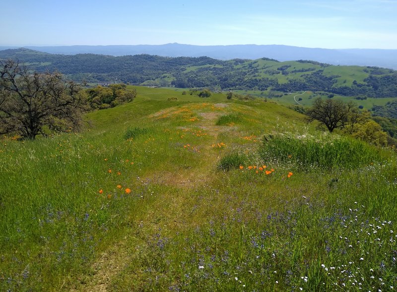 The blue Santa Cruz Mountains are in the far distance.  Closer, and separated from the Santa Cruz Mountains by Santa Clara Valley, is the ridge of the west side of the broad San Felipe Creek Valley.  Close up is the Tamien Trail ridge with spring flowers.