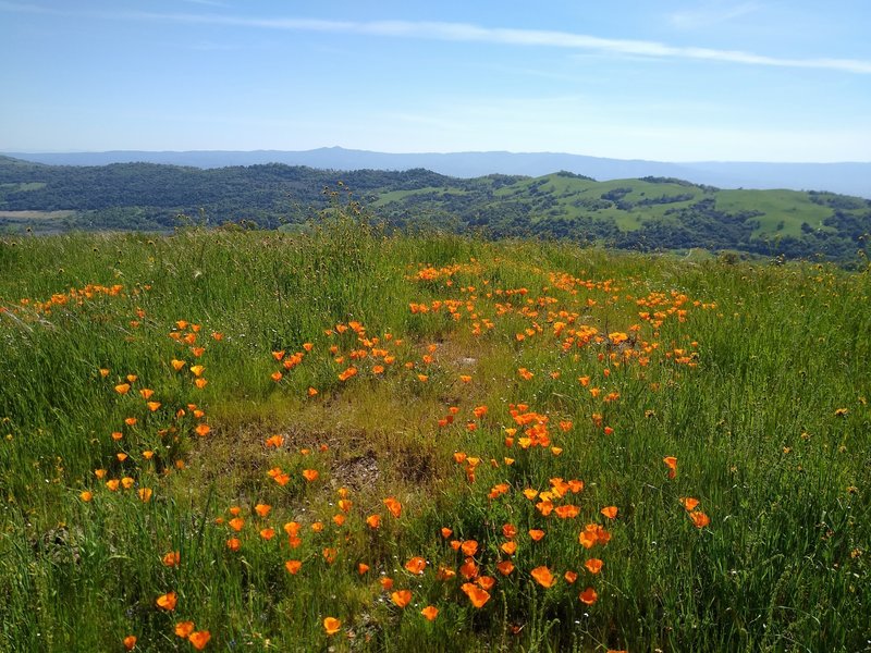 Orange California poppies explode in color on the high grassy ridge of Tamien Trail.  In the distance is the ridge forming the west side of the San Felipe Creek Valley, and in the far distance are the blue  Santa Cruz Mountains.