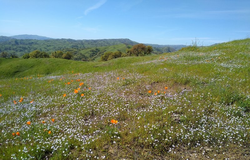 Orange California poppies and other wildflowers on this high ridge in the grass and wooded hills of the Diablo Range.