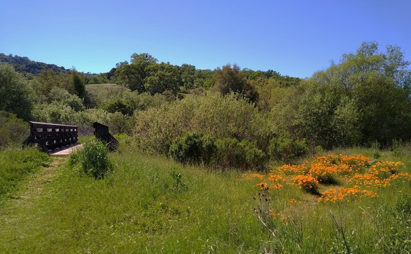 Barn Trail crosses the Bass Lake outlet creek on a sturdy bridge here, near where it empties into San Felipe Creek, followed by another sturdy bridge over San Felipe Creek.