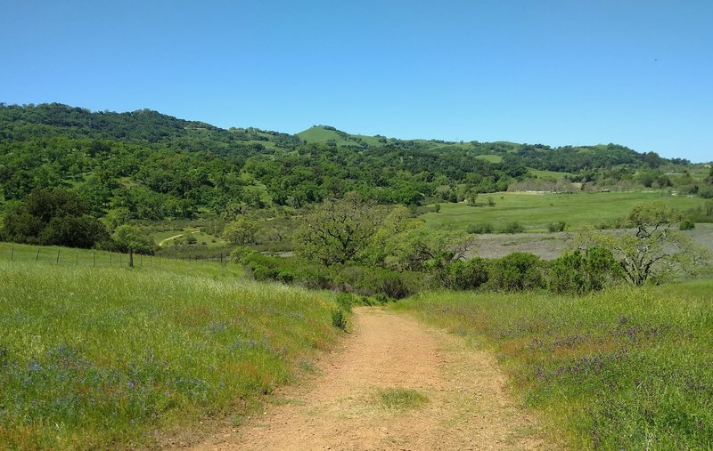 The broad San Felipe Creek Valley (right) and wooded hills to the west of it, are seen from Hotel Trail.