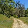 Amid the wildflowers, Hotel Trail enters a pretty, thinly wooded section deep in Joseph D. Grant County Park.