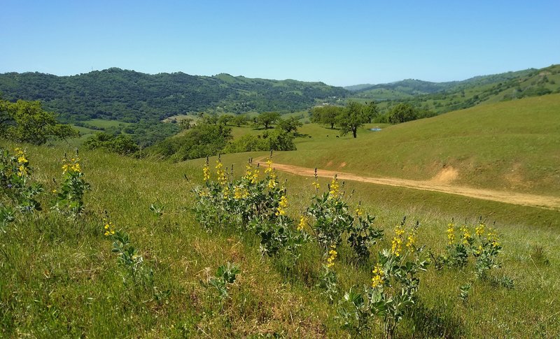 Yellow California false lupine wildflowers along Hotel Trail in the grass and wooded hills of Joseph D. Grant County Park.