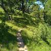 Hike through beautiful, sunlit woods along Loop Trail.