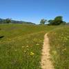 Spring wildflowers - purple smooth vetch and pretty yellow flowers, in the grass hills of Loop Trail.