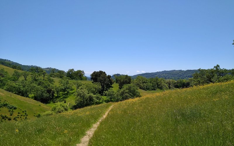 The beautiful wooded and grass hills of Joseph D. Grant County Park, seen from Loop Trail.