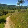 Approaching the San Felipe Creek Valley on Loop Trail amid the grass hills and spring wildflowers.