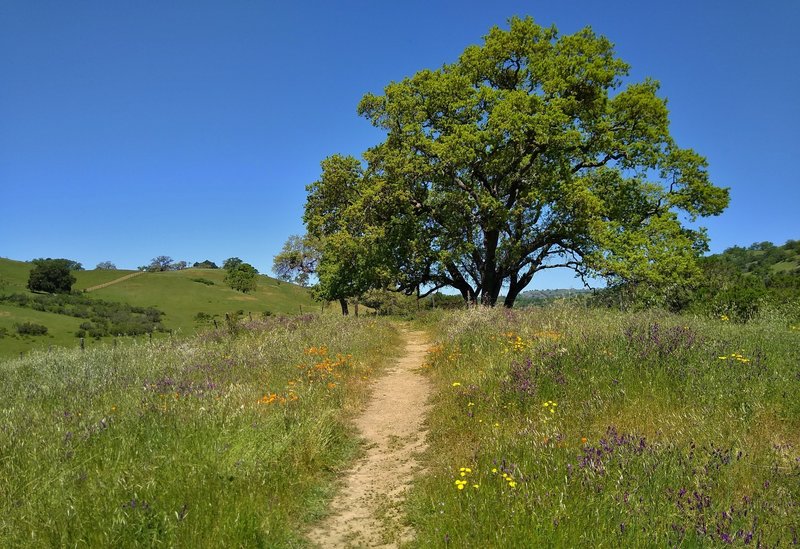 The spring wildflowers and tree studded grass hills of Joseph D. Grant County Park along Bernal Trail.
