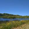 Grant Lake, nestled in the grass hills, is passed by wildflower adorned Bernal Trail.