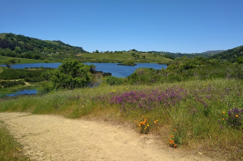 Grant Lake views, spring green hills, and wildflowers - purple smooth vetch and orange California poppies, are what Lakeview Trail is all about.