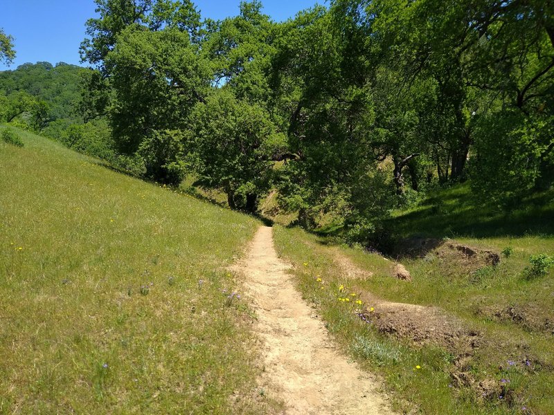 Cut Off Trail is a short cut from grassy Yerba Buena Trail, to the wooded section of Loop Trail.