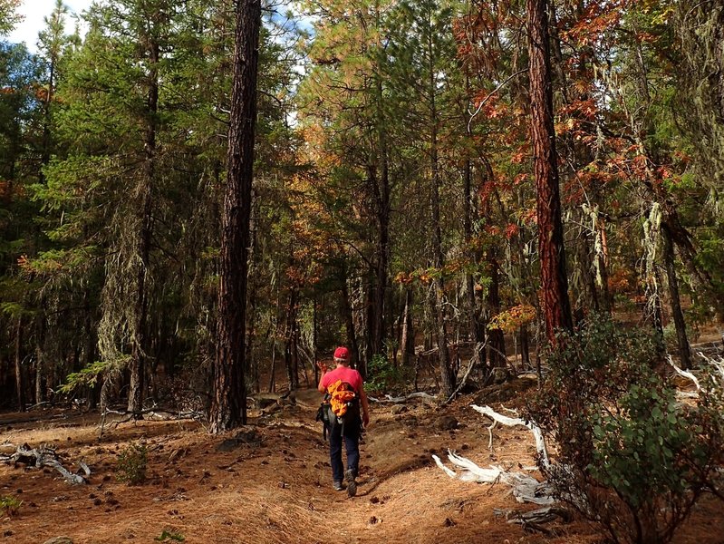 On the south end of the Collings Mountain Trail