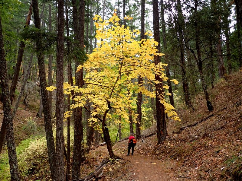 Fall colors along the Collings Mountain Trail