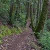 The El Corte Madera Creek Trail rolls through a valley full of moss, ferns, and giant redwood trees. It's a vibrant environment, with flowers blooming in the spring as well.