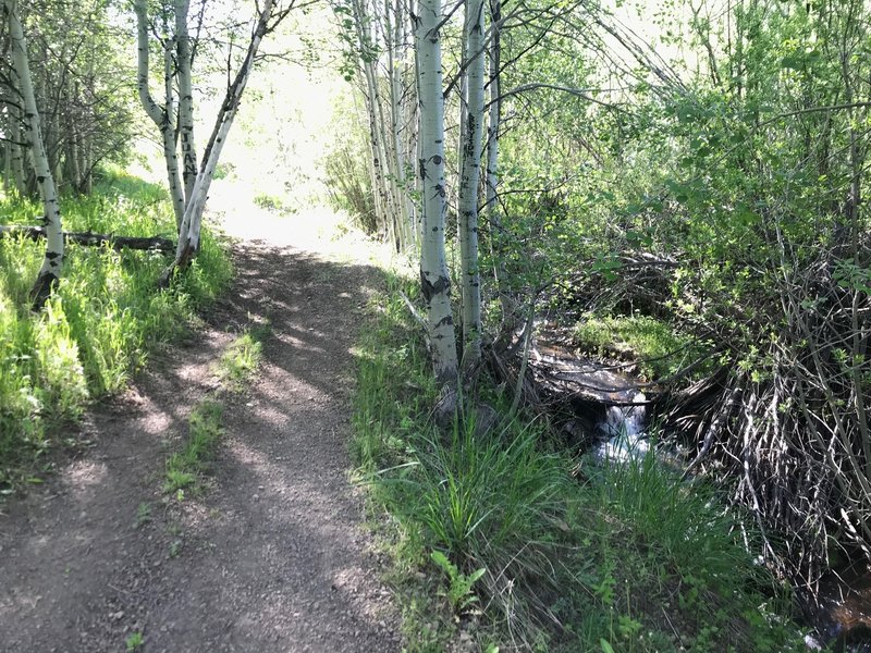 Martindale Fork is a nice, wide, multi-use trail that runs alongside a pleasant stream