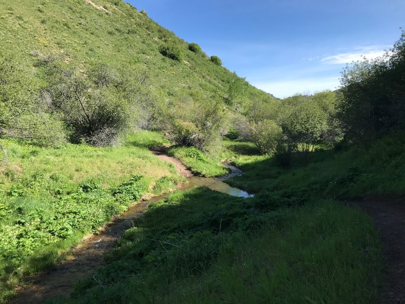 Looking down Little Fork, with one of the trail's many creek crossings.