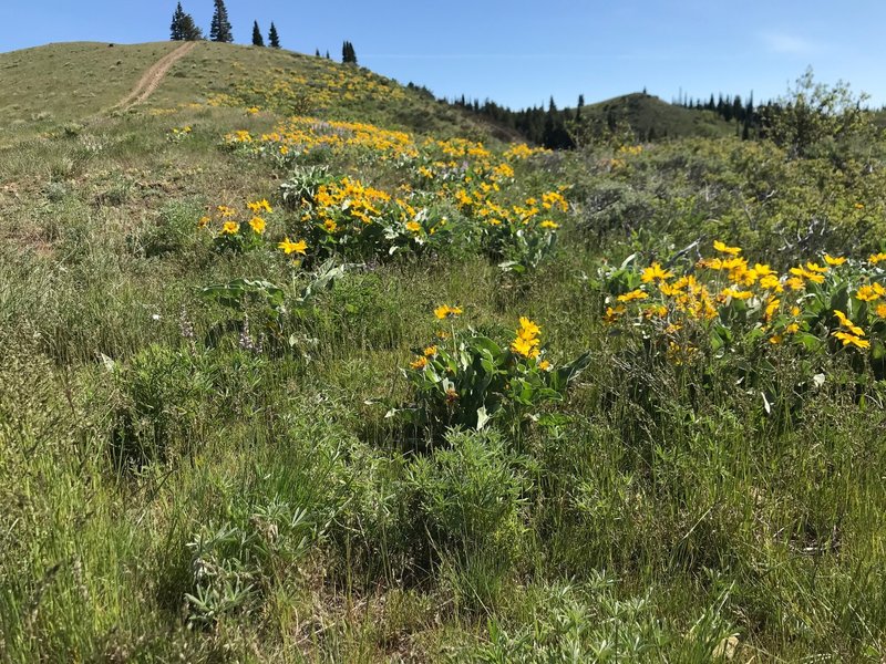 Some wonderful ridge line flowers along the Pike Mountain Trail