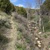 Quaking Aspen Creek