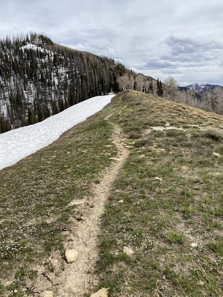 Candland Mountain Trail.