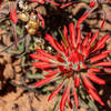 Desert paintbrush