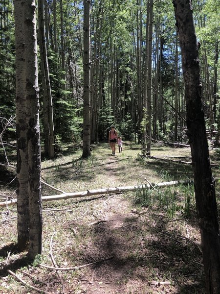 Cathey Canyon Trail (T105A)