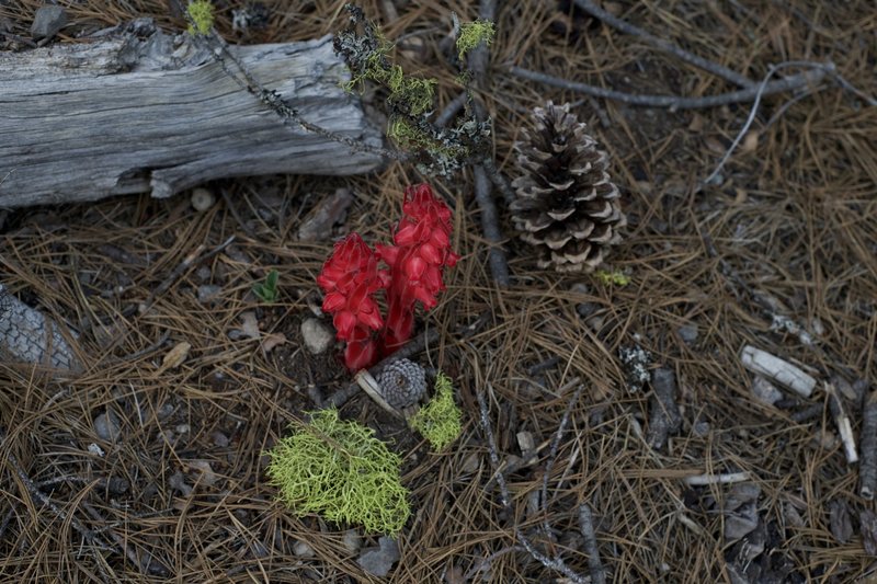 Snow plant growing along the Lily Pond Trail. These can be seen growing in the early spring time.