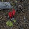 Snow plant growing along the Lily Pond Trail. These can be seen growing in the early spring time.