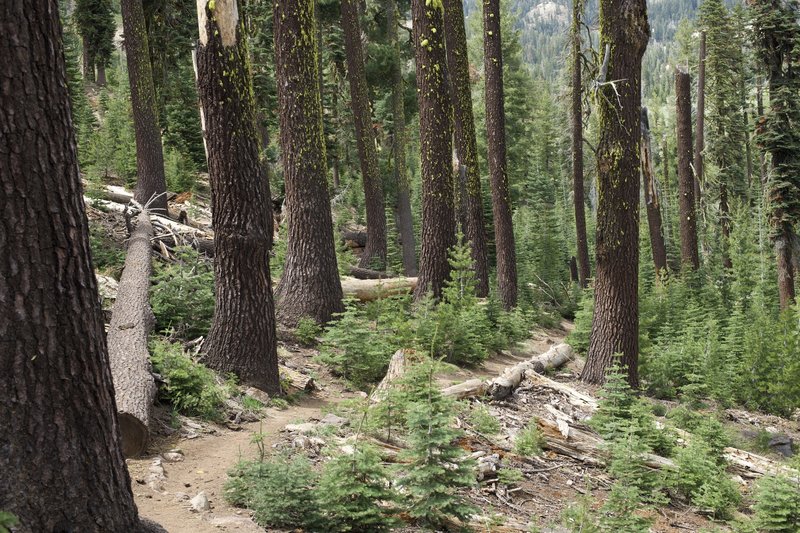 The trail drops steeply from the parking lots through a forest of fir and pine trees.