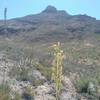 View of Mammoth rock and Lechugilla bloom.