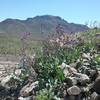 View of South Franklin Peak and Jewel Flowers