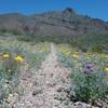 View of Mammoth Rock and desert marigolds