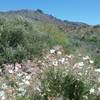 View of  Franklin Mountains from the trail