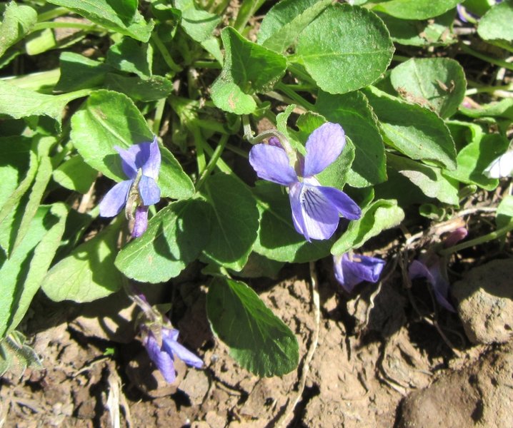 Delicate little violets