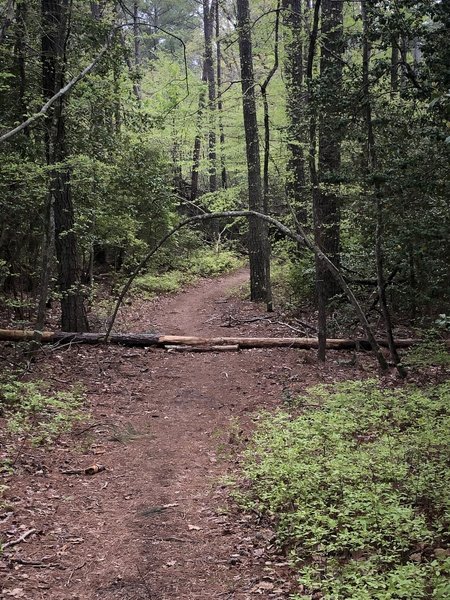 Salem Forest Trail