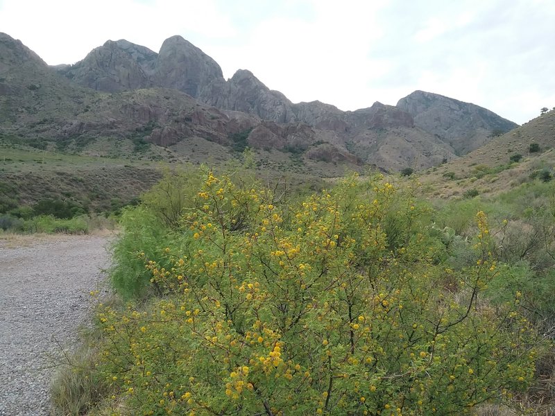 Beginning of the trail to the springs.