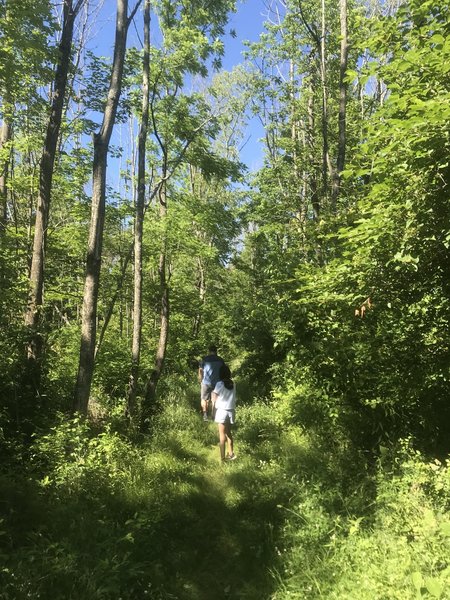 Start of the trail from the parking lot.