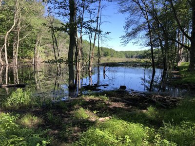 Small marshy area along the trail, shortly before the turnoff to view the dam