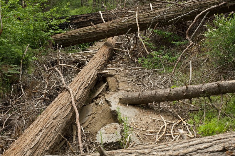 As you can see, large trees cover the trail and make a sort of obstacle course that you have to navigate on the hike.  You can also see how the road is starting to wear away due tress falling, melting snow, and other environmental factors.