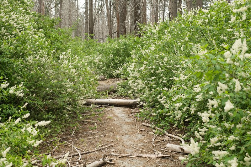 Deer Brush encroaches on the trail, so thick that in some places you have to push through it or bushwhack.  You can also see how there are downed trees and limbs, so watch where you step!