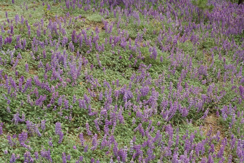 Lupine grows along the trail in the spring in areas where the sun can make it to the forest floor.