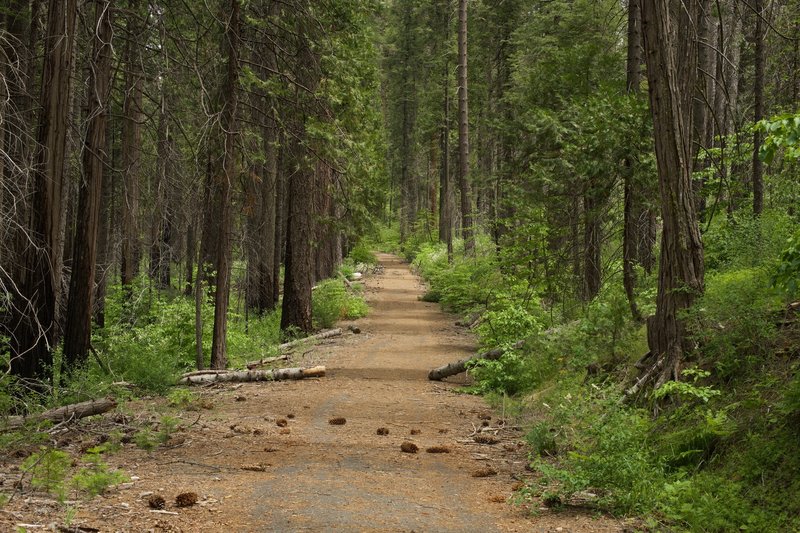 You can see the Big Oak Flat Road as it wanders through the forest.  Imagine driving this road to get into Yosemite.