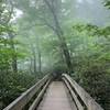 Rainy day up in the clouds overlooking the trail to Lin cove