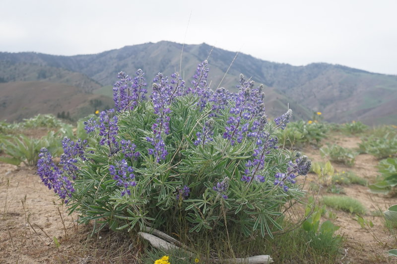 Lupine and Horselake Mountain