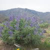 Lupine and Horselake Mountain