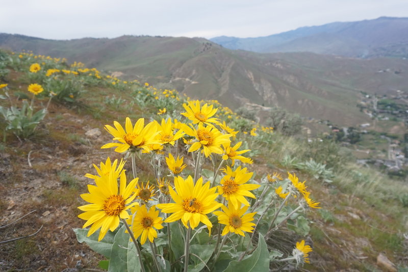 Nearing the end of balsamroot season, this past May.