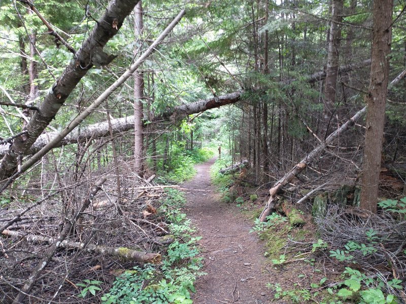 Hiking through thick forest near the start of the left fork of the Indian Cliffs trail.