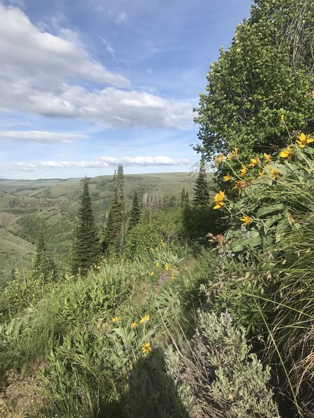 The upper elevations have wonderful floral displays into the summer.